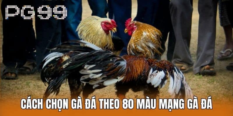 Cách Chọn Gà Đá Theo 80 Màu Mạng Gà Đá