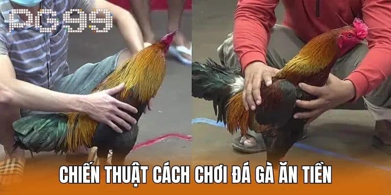 Chiến Thuật Cách Chơi Đá Gà Ăn Tiền