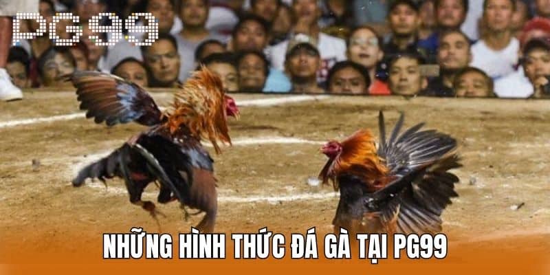 Những Hình Thức Đá Gà Tại PG99