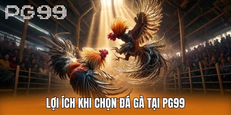 Lợi Ích Khi Chọn Đá Gà Tại PG99